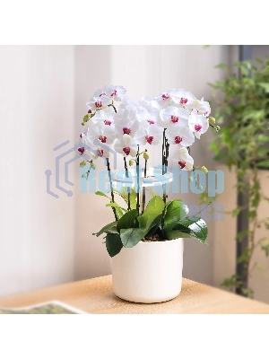 Светильник фито Cactus GARDEN светод. 7.5Вт цв.св.:белый (CS-LED-ORCHID)